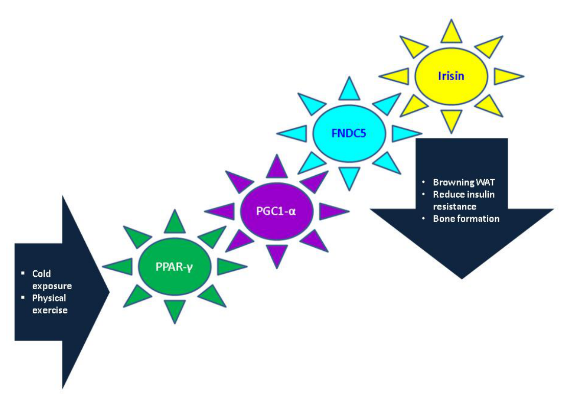 The core findings in the irisin signal transduction pathways