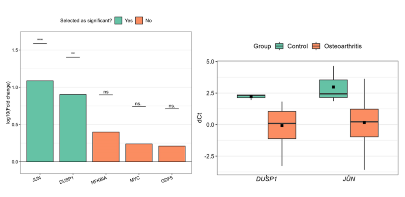 A(left)Log10 Fold Change between groups. B(right) Boxplot for DUSP1 and JUN