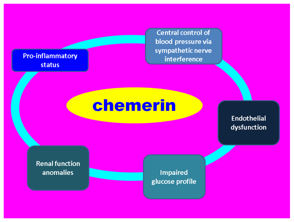 Diagramă circulară care ilustrează acțiunile principale ale chemerinei: control central al tensiunii arteriale, disfuncție endotelială, profil glicemic afectat, anomalii ale funcției renale și status pro-inflamator