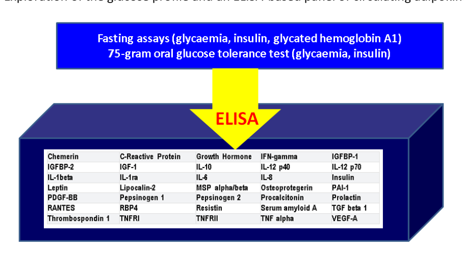 Diagramă care ilustrează testele de glicemie și insulină a jeun și în TTGO, urmate de testarea ELISA a unui panel de adipokine circulante, inclusiv chemerină, leptină, IL-12 p40 și VEGF-A