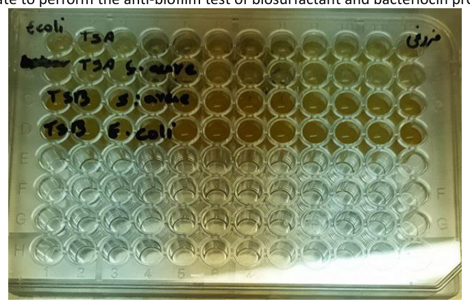Preparation of 96-well plate to perform the anti-biofilm test of biosurfactant and bacteriocin produced by Lactobacillus rhamnosus