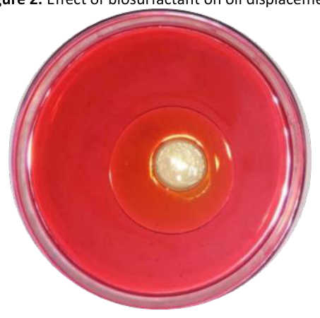 Effect of biosurfactant on oil displacement