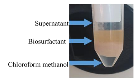 Three phases formed in order to purify biosurfactant