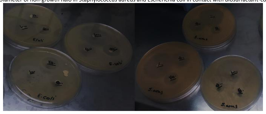 Diameter of non-growth halo in Staphylococcus aureus and Escherichia coli in contact with biosurfactant-coated discs