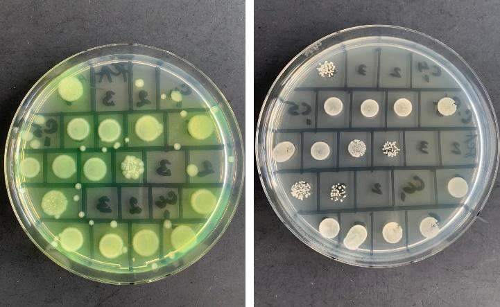 Two agar plates with drop-seeded microbial strains showing zones of growth inhibition around the tested plant extracts