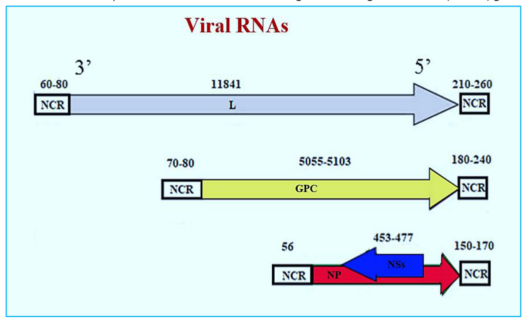 . Schematic representation of the Crimean–Congo hemorrhagic fever virus (CCHFV) genome.