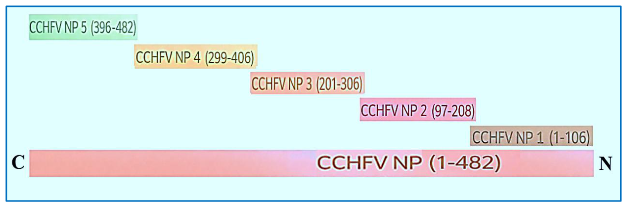 Schematic overview of truncated nucleoprotein (NP) fragments used for epitope mapping.