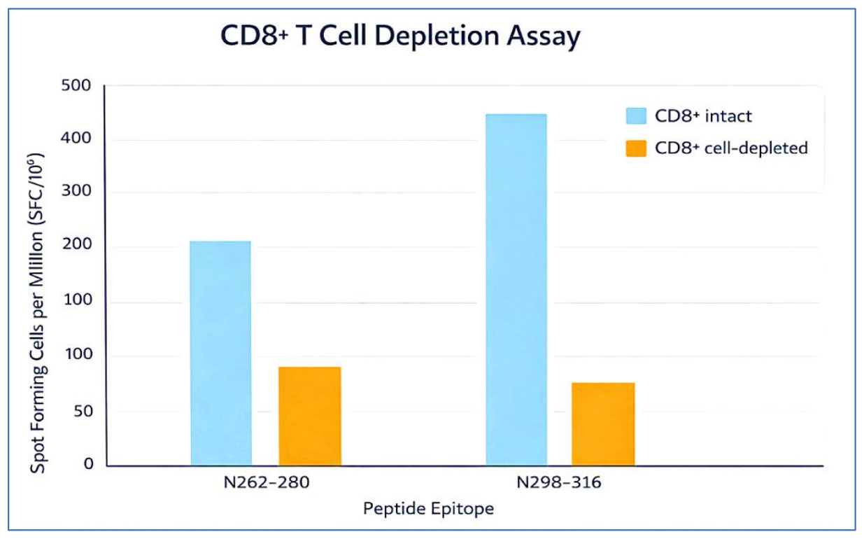 Confirmation of CD8⁺ T cell–mediated responses by depletion assay.